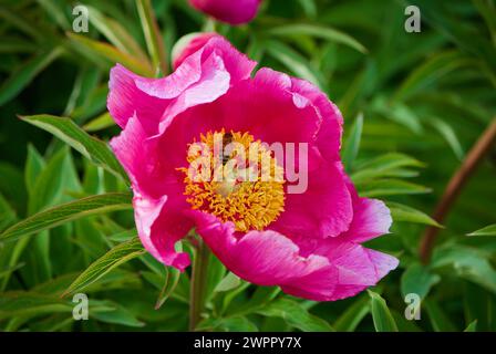 Gros plan d'une fleur de pivoine de moutan rose avec un insecte contre des feuilles vertes au printemps. Banque D'Images