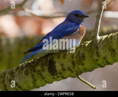 Adulte mâle Bluebird occidental reposant sur une branche d'arbre. Cuesta Park, comté de Santa Clara, Californie. Banque D'Images