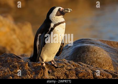 Un pingouin africain (Spheniscus demersus) assis sur un rocher côtier, en Afrique du Sud Banque D'Images