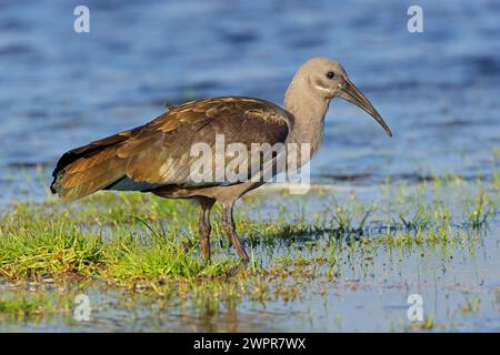 Un hadeda ibis (Bostrychia hagedash) recherche dans un habitat naturel, Afrique du Sud Banque D'Images