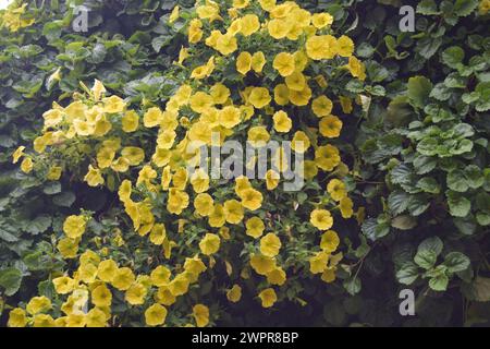 Fleurs jaunes Banque D'Images