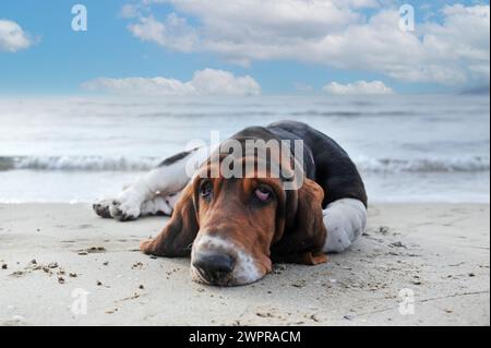 Basset Hound séjournant sur la plage en été Banque D'Images