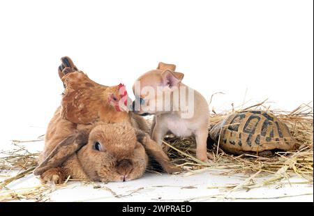 lapin, chiot, tortue et poulet devant fond blanc Banque D'Images