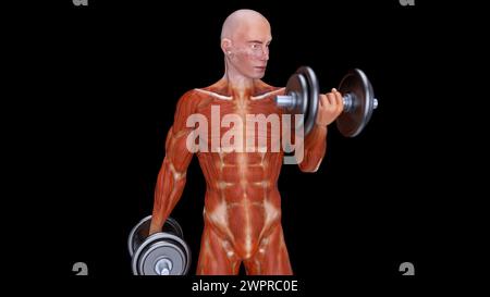 Homme faisant des boucles de biceps, illustration Banque D'Images