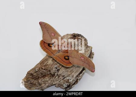 Vue dorsale d'une Helena Gum Moth (Opodiphthera helena) isolée reposant sur du bois, Australie méridionale Banque D'Images