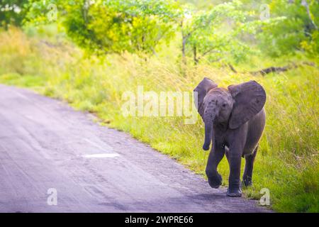 Éléphant veau avec de grandes oreilles et le tronc regardant la caméra tout en marchant à travers la route asphaltée avec de l'ombre dans la savane contre les arbres verts dans la lumière du jour ensoleillé Banque D'Images