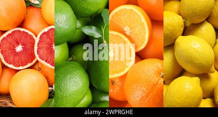 Agrumes. Pamplemousses frais, citrons verts, oranges et citrons, vue de dessus Banque D'Images