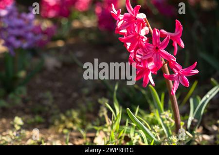 La jacinthe dans le jardin fleurit au printemps. Belles fleurs en gros plan en plein soleil. Fond naturel de printemps pour la conception. Le concept o Banque D'Images