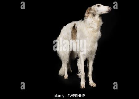 Chien russe greyhound borzoi posant pour le portrait en studio Banque D'Images