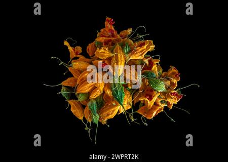 Gros plan vue de dessus d'un bouquet coloré de momordica charantia aka melon amer, goya, pomme amère ou poire baumier isolé sur fond noir Banque D'Images