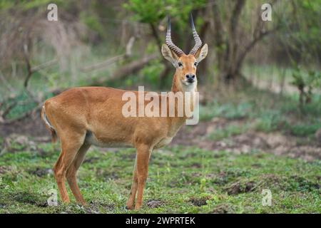 Puku mâle (Kobus vardoni) dans le parc national de South Luangwa, Zambie Banque D'Images