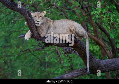 Jeune lion mâle (Panthera leo) reposant sur la branche morte d'un arbre dans le parc national de South Luangwa, Zambie Banque D'Images