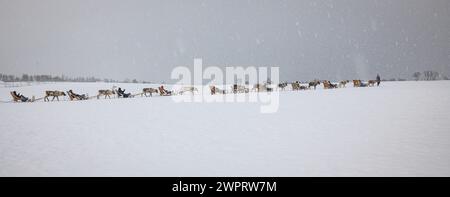 Image panoramique de rennes tirant des traîneaux dans un paysage arctique près de Tromsø, Norvège. Culture traditionnelle sami. Banque D'Images