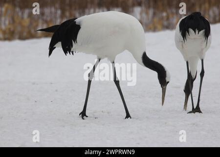 Grues sauvages à couronnes rouges (Grus japonensis) sur Hokkaido, Japon. Banque D'Images