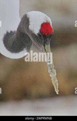 Portrait rapproché d'une grue sauvage à couronne rouge (Grus japonensis) sur Hokkaido, au Japon. Banque D'Images