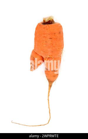 Légume carotte fourchue. Forme tordue causée par le champignon pythium ou le sol rempli de petites roches. Aliments naturels riches en fibres, bêta-carotène, vitamine A, Banque D'Images