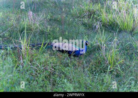 Il y a un nacre indien coloré ( Pavo cristatus ) sur l'herbe. Le parc national de Minneriya est un parc national situé dans la province du centre-nord du Sri Lanka. Banque D'Images