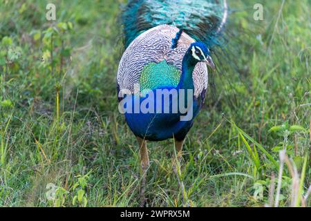 Il y a un nacre indien coloré ( Pavo cristatus ) sur l'herbe. Le parc national de Minneriya est un parc national situé dans la province du centre-nord du Sri Lanka. Banque D'Images