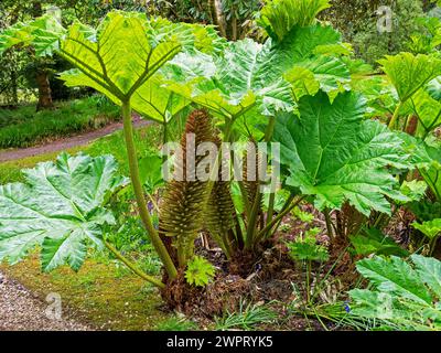 Rhubarbe géante, Gunnera manucata, poussant dans un jardin Banque D'Images