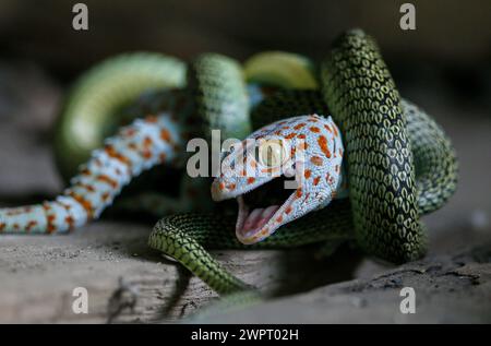 Nakhon Sawan, Thaïlande. 09 mars 2024. Un gecko se bat avec un serpent vert dans le jardin de la province de Nakhonsawan, au nord de Bangkok, en Thaïlande. (Photo de Chaiwat Subprasom/SOPA images/Sipa USA) crédit : Sipa USA/Alamy Live News Banque D'Images