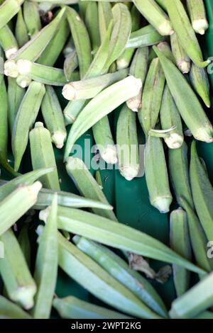 Fruits frais verts Okras (doigts de dames) en vente chez a Greengrocers, Royaume-Uni Banque D'Images