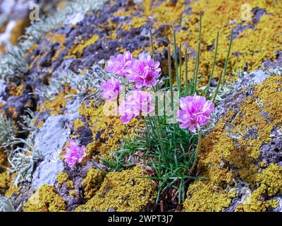 Fleurs de thrift de mer poussant sur des roches couvertes de lichen Banque D'Images