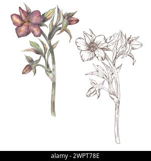 Fleur de printemps hellebore, peint à la main à l'aquarelle et graphiques sur un fond blanc. Illustration botanique dans un style rétro. Rose d'hiver, Noël Banque D'Images