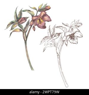 Fleur de printemps hellebore, peint à la main à l'aquarelle et graphiques sur un fond blanc. Illustration botanique dans un style rétro. Rose d'hiver, Noël Banque D'Images