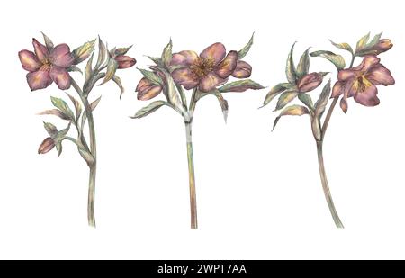Fleurs de printemps à l'aquarelle, un brin d'hellebore sur un fond blanc. Une illustration botanique dessinée à la main. Style rétro. Rose d'hiver, Noël ros Banque D'Images