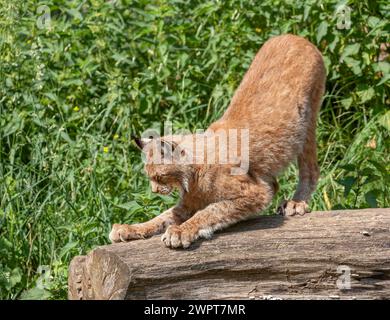 Lynx eurasien (Lynx lynx) debout sur un tronc d'arbre et affûtant ses griffes, captif, Allemagne Banque D'Images