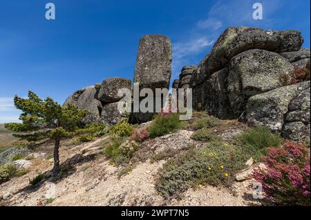 Col de montagne dans la Serra Estrela, paysage, aride, montagneux, plateau, climat, changement climatique, bruyère, nature, paysage naturel, géologie Banque D'Images