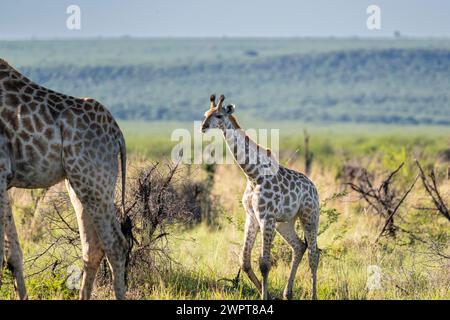 Girafe du Sud (Giraffa giraffa) bébé, réserve de girafe de Madikwe, Province du Nord-Ouest, Afrique du Sud, RSA Banque D'Images