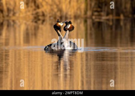 Deux grands grebes à crête effectuent une danse d'accouplement sur l'eau avec la lumière dorée réfléchissant, Podiceps Christatus, Grand grebe à crête Banque D'Images