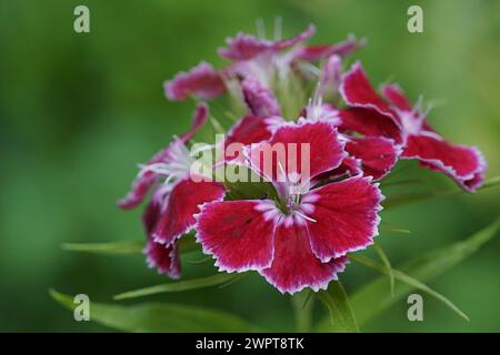 Fleurs rouges et blanches en gros plan avec un fond vert flou oeillet bardé Dianthus barbatus Banque D'Images