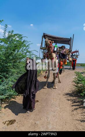 Beduins sur leurs chameaux, Gujarat, Inde Banque D'Images