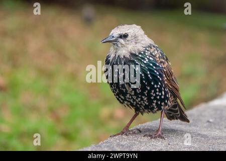 Les étourneaux communs européens sur le mur gris montrant vert bleu turquoise plumes mouchetées plumage court bec noir bec brun tête queue Banque D'Images