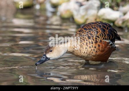 Mallard Duck femelle montrant des plumes mouchetées brun noir orange plumage patates et plonge bec noir dans le cours d'eau Banque D'Images