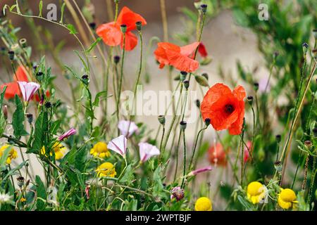 Diverses fleurs sauvages, coquelicots, Down House Garden, Downe, Kent, Angleterre, Grande-Bretagne Banque D'Images