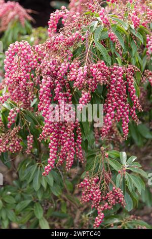 Cloche d'ombre (Pieris japonica ROSE PASSION), Findlingspark, Allemagne Banque D'Images