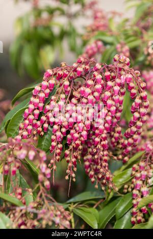 Cloche d'ombre (Pieris japonica ROSE PASSION), Findlingspark, Allemagne Banque D'Images