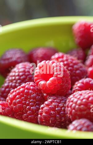 Framboise d'automne (Rubus idaeus 'Polka') Banque D'Images