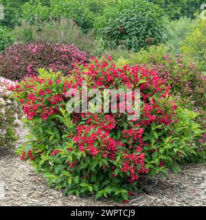 Weigela (Weigela 'Red Prince'), Home Depot, États-Unis d'Amérique Banque D'Images