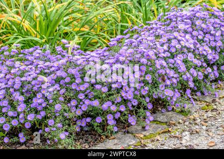 Aster 'Lady in Blue', Weihenstephan, Bavière, Allemagne Banque D'Images