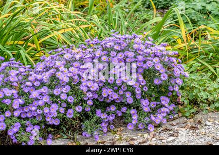 Aster 'Lady in Blue', Weihenstephan, Bavière, Allemagne Banque D'Images