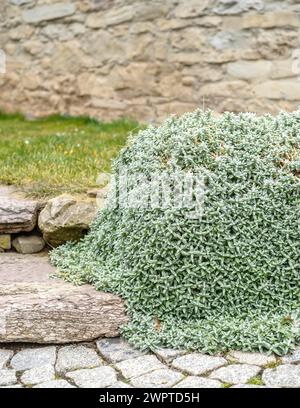 Hornwort feutre (Cerastium tomentosum), Kaulsdorf, Thuringe, Allemagne Banque D'Images