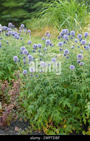 Chardon du globe banat (Echinops bannaticus 'Taplow Blue'), Université des sciences appliquées d'Osnabrueck, Osnabrueck, basse-Saxe, Allemagne Banque D'Images