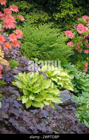 Fonkie de feuilles d'or (Hosta 'Gold Standard'), chausson violet (Heuchera 'Palace Purple'), azalée verte d'été (molle Rhododendron), Hutberg, Saxe Banque D'Images