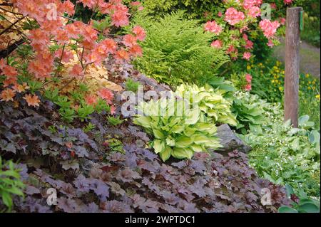 Fonkie de feuilles d'or (Hosta 'Gold Standard'), chausson violet (Heuchera 'Palace Purple'), azalée verte d'été (molle Rhododendron), Hutberg, Saxe Banque D'Images