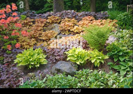 Fonkie à feuilles d'or (Hosta 'Gold Standard'), chausson violet (Heuchera 'Caramel'), chausson violet (Heuchera 'Palace Purple'), mollis azalés Banque D'Images