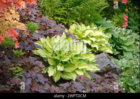 Fonkie de feuilles d'or (Hosta 'Gold Standard'), chausson violet (Heuchera 'Palace Purple'), Hutberg, Saxe, Allemagne Banque D'Images